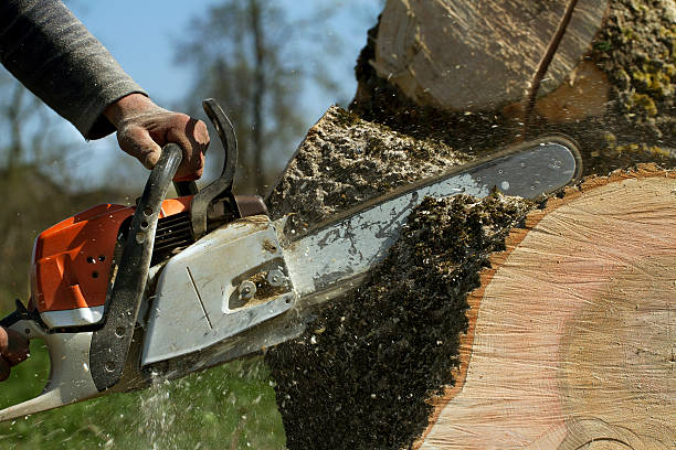 Large Tree Removal in Shady Spring, WV